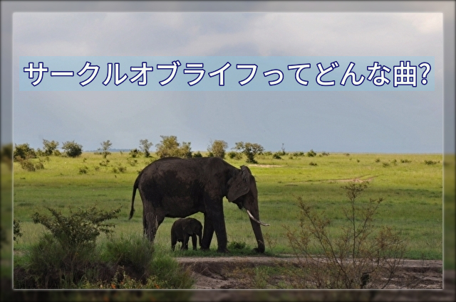 サークルオブライフって何だっけ それは ライオンキングのお話です 英語学習で子どもの世界を広げませんか