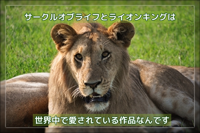 サークルオブライフって何だっけ それは ライオンキングのお話です 英語学習で子どもの世界を広げませんか