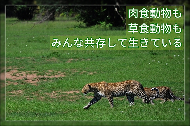 サークルオブライフって何だっけ それは ライオンキングのお話です 英語学習で子どもの世界を広げませんか