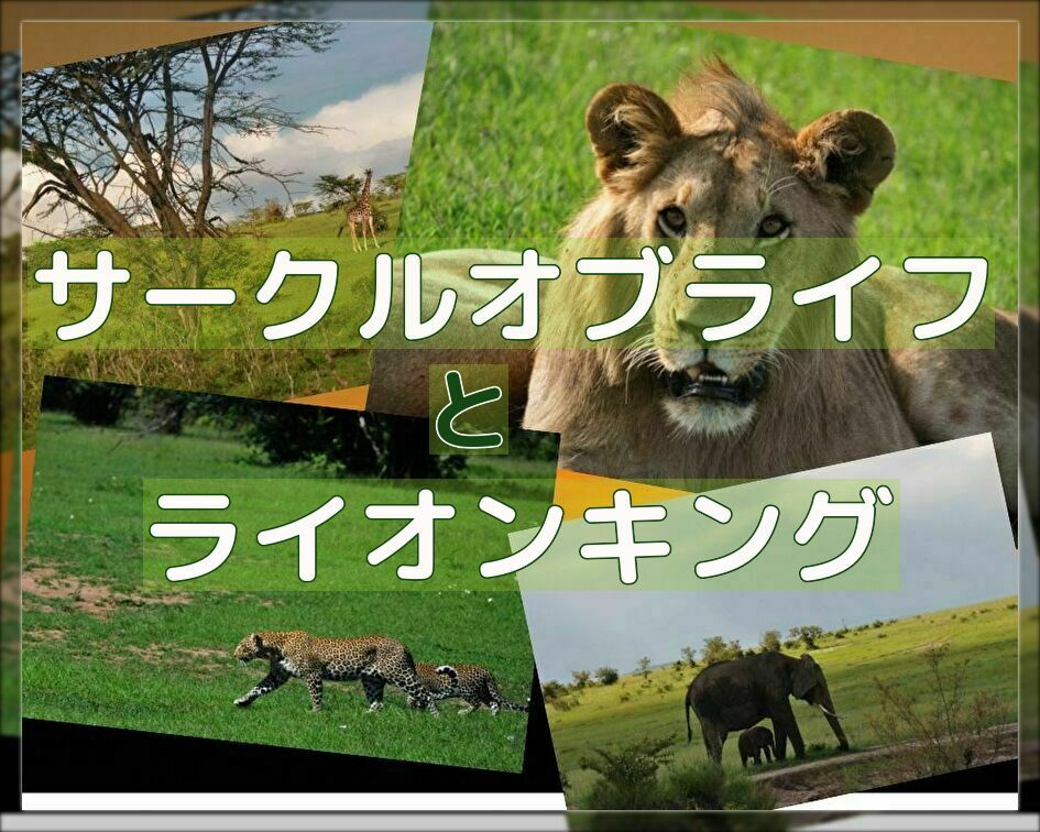 サークルオブライフって何だっけ それは ライオンキングのお話です 英語学習で子どもの世界を広げませんか